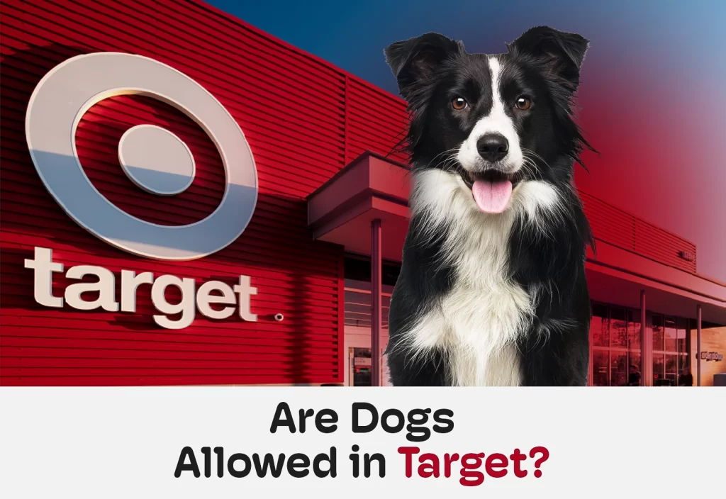 Home 1 Are Dogs Allowed webp Home