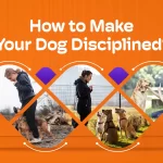 Dof Diciplin webp How to Make Your Dog Disciplined?