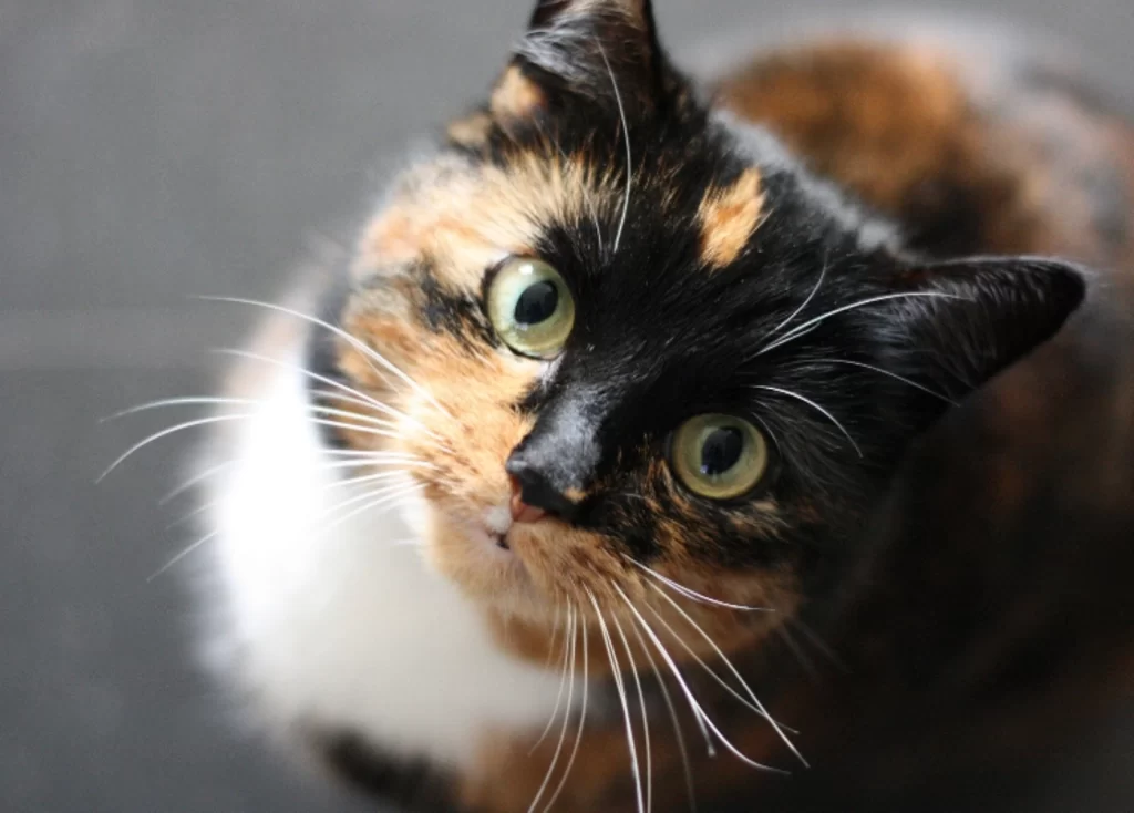 Overstimulated Cat? 11 Signs and How to Calm Them 1 ky Overstimulated Cat? 11 Signs and How to Calm Them