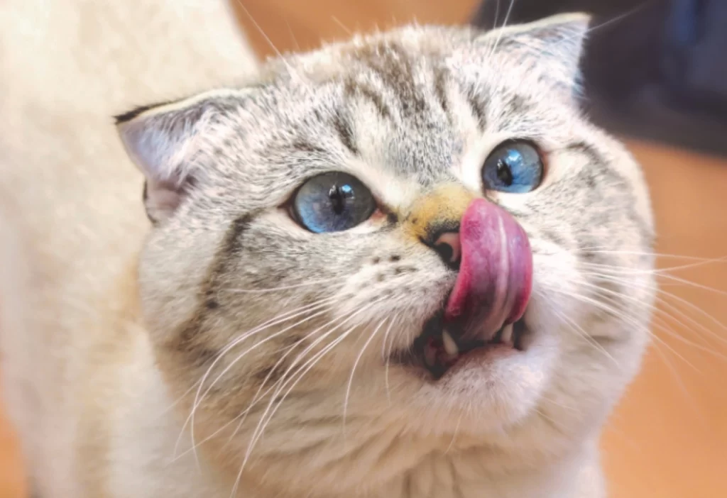 Overstimulated Cat? 11 Signs and How to Calm Them 2 ky 1 Overstimulated Cat? 11 Signs and How to Calm Them
