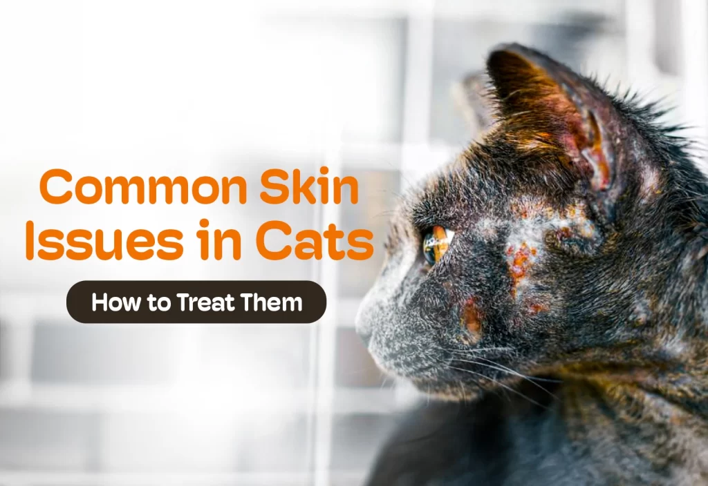 Home 10 Common Skin Issues in Cats Home