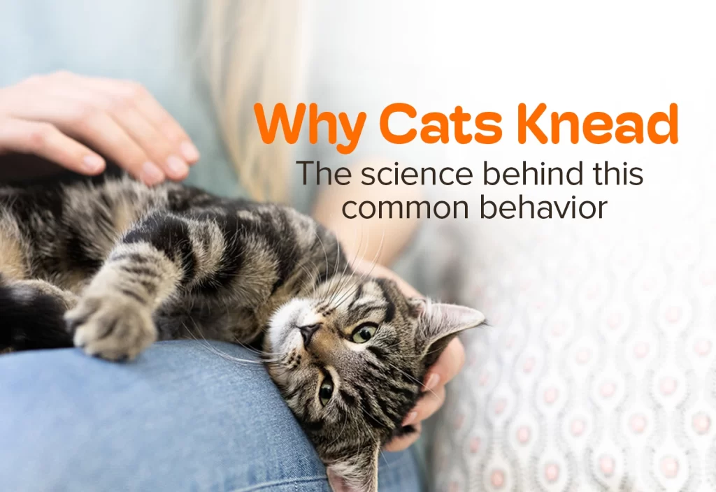 Home 9 why cats knead Home