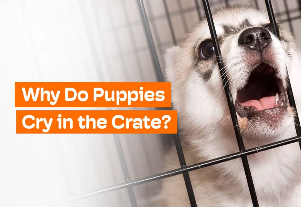 Home 3 why do puppies cry in the crate Home